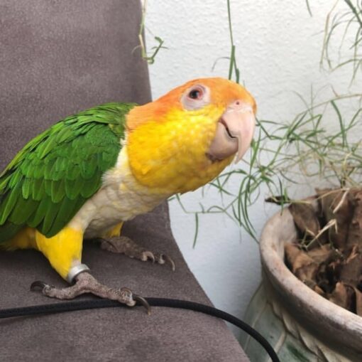 Female White-Bellied Caique Parrot named Fani, perched, showing vibrant green, white, orange, and yellow feathers, looking curious and lively.
