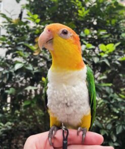 White-Bellied Caique Parrot-(Fani)