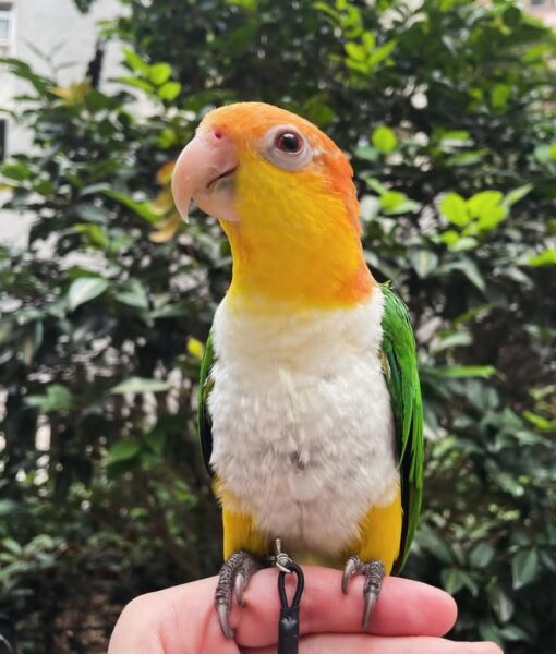 Female White-Bellied Caique Parrot named Fani, perched, showing vibrant green, white, orange, and yellow feathers, looking curious and lively.