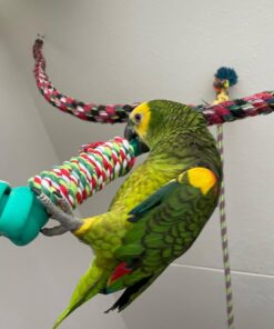 Yellow Crowned Amazon Parrot-(Muna)
