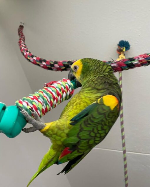 “Close-up of Muna, a female Yellow Crowned Amazon Parrot, showcasing her vibrant green feathers and distinctive bright yellow crown on her head.”