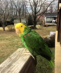 Yellow Crowned Amazon Parrot-(Tano)