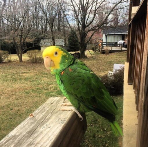 “Bright green male Yellow Crowned Amazon Parrot with a vibrant yellow crown, perched calmly, showcasing vivid feathers and curious eyes.”
