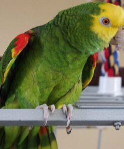 Yellow Crowned Amazon Parrot-(Tano)