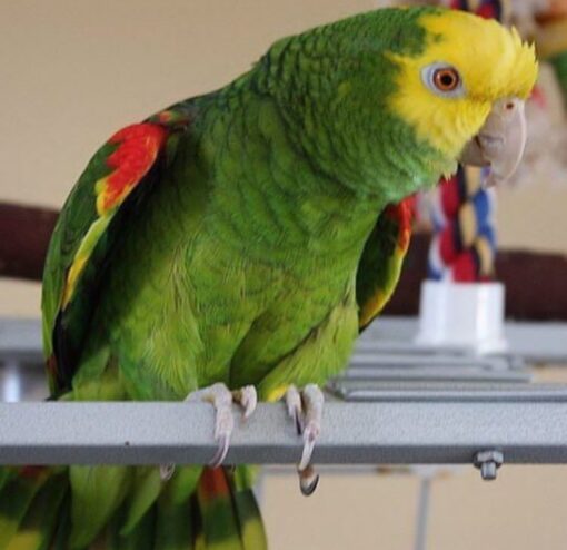 Yellow Crowned Amazon Parrot-(Tano) - Image 2