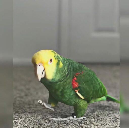 “Bright green male Yellow Crowned Amazon Parrot with a vibrant yellow crown, perched calmly, showcasing vivid feathers and curious eyes.”
