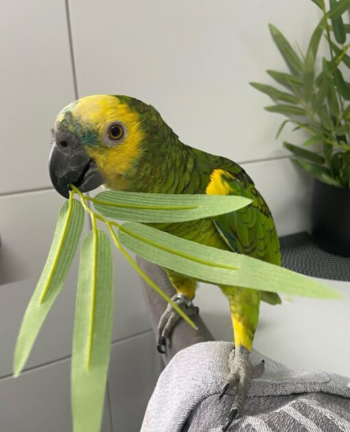 “Close-up of vibrant Yellow Crowned Amazon Parrot with bright yellow crown feathers and green plumage, perched calmly, showcasing healthy and friendly bird.”