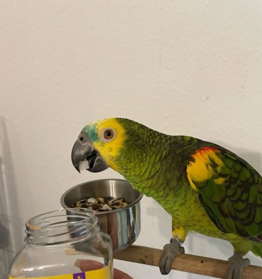 “Close-up of vibrant Yellow Crowned Amazon Parrot with bright yellow crown feathers and green plumage, perched calmly, showcasing healthy and friendly bird.”