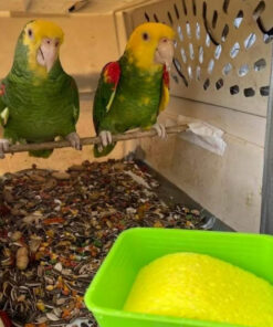 Yellow Crowned Amazon Parrots-(Males/Females)