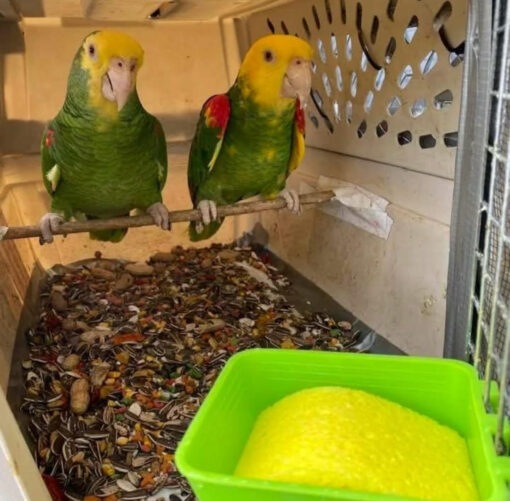 “Close-up of vibrant Yellow Crowned Amazon Parrot with bright yellow crown feathers and green plumage, perched calmly, showcasing healthy and friendly bird.”