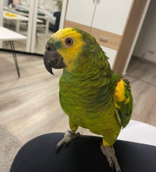 “Close-up of vibrant Yellow Crowned Amazon Parrot with bright yellow crown feathers and green plumage, perched calmly, showcasing healthy and friendly bird.”