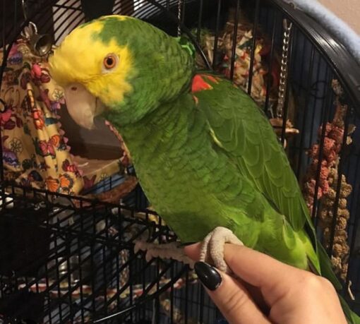 “Close-up of vibrant Yellow Crowned Amazon Parrot with bright yellow crown feathers and green plumage, perched calmly, showcasing healthy and friendly bird.”
