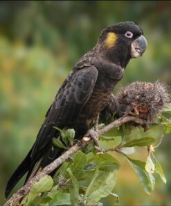 Yellow Tail Black Cockatoo Parrot-(Tany)