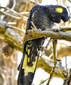 Yellow Tail Black Cockatoo Parrot-(Tany)