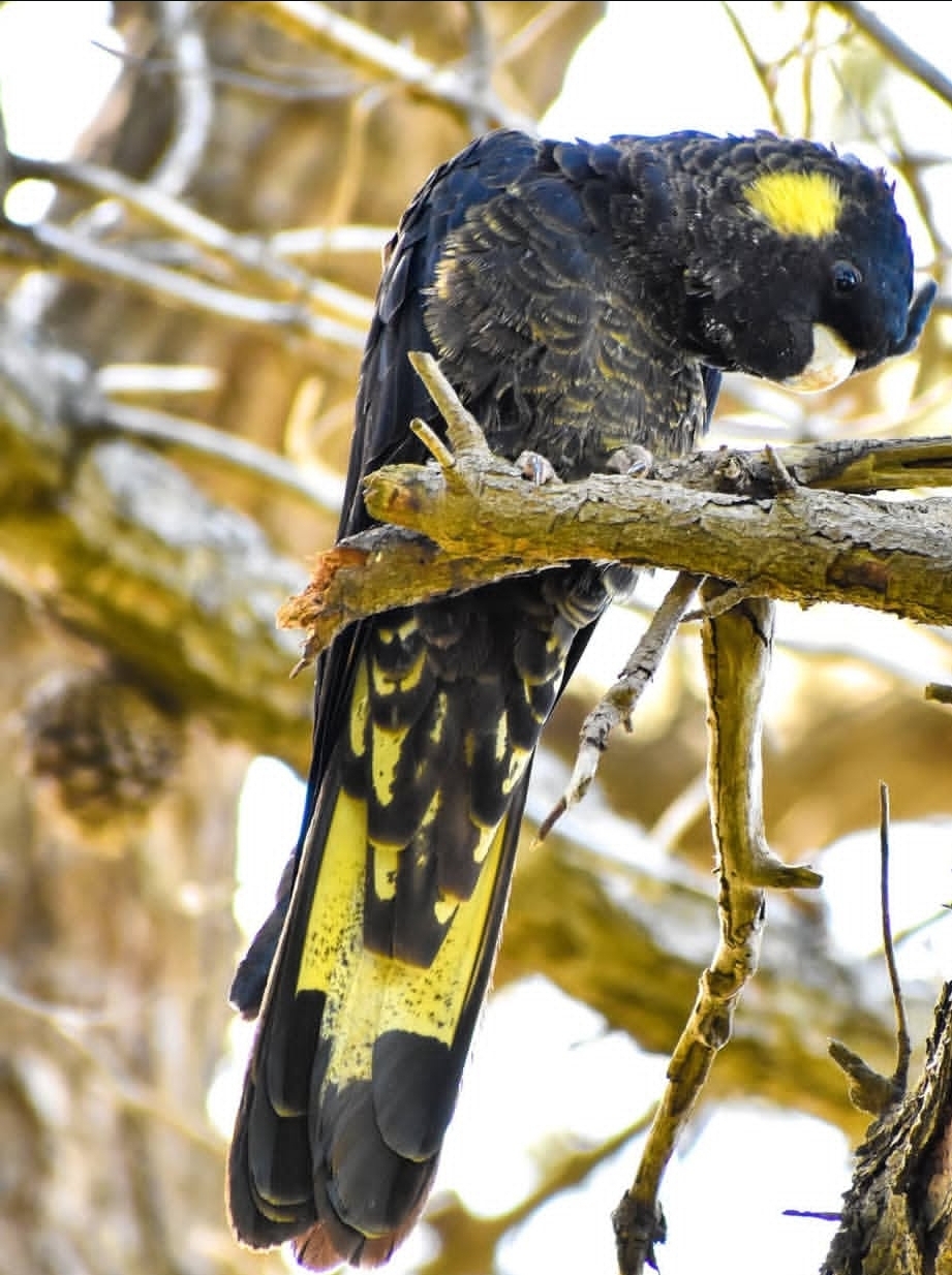 “Male Yellow Tail Black Cockatoo Parrot named Tany, 1 year 3 months old, fully vaccinated, with striking black feathers and vibrant yellow tail, healthy and social pet bird for experienced parrot lovers.”