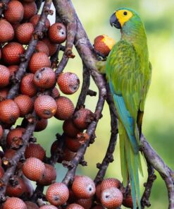 Red Bellied Macaw Parrot-(Besy)