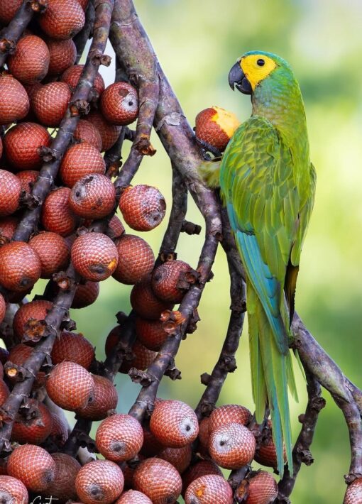 "Close-up of Besy, a female Red-bellied Macaw parrot, showing her vibrant green plumage, distinctive reddish-orange belly, and bright, intelligent eyes, perched calmly on a branch."