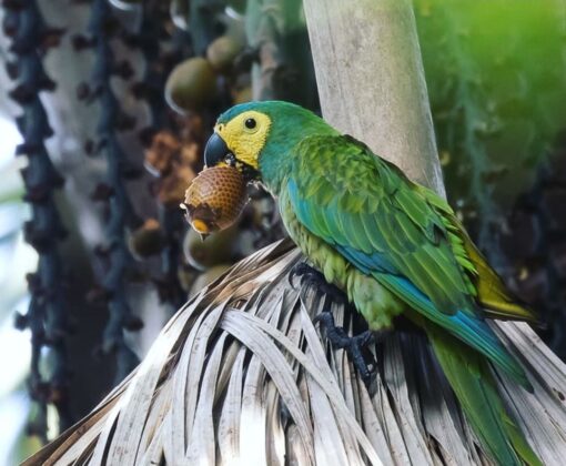 "Close-up of Besy, a female Red-bellied Macaw parrot, showing her vibrant green plumage, distinctive reddish-orange belly, and bright, intelligent eyes, perched calmly on a branch."