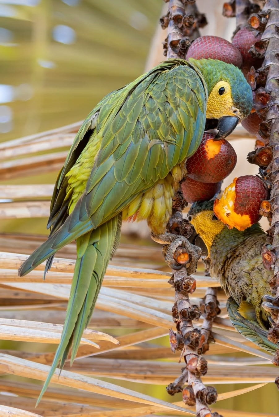 "Close-up of Besy, a female Red-bellied Macaw parrot, showing her vibrant green plumage, distinctive reddish-orange belly, and bright, intelligent eyes, perched calmly on a branch."