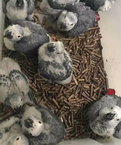 African Grey Baby Parrots-(Males/Females)