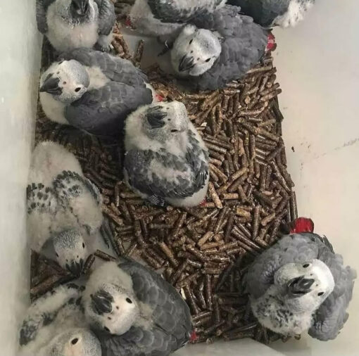 African Grey Baby Parrots-(Males/Females) - Image 2