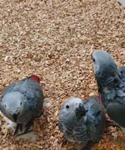African Grey Baby Parrots-(Males/Females)