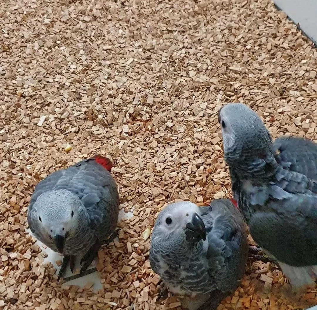“Close-up of healthy African Grey baby parrots, males and females, with soft grey feathers and bright red tails, perched calmly.”