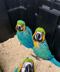 Blue And Gold Macaw Baby Parrots-(Males/Females)