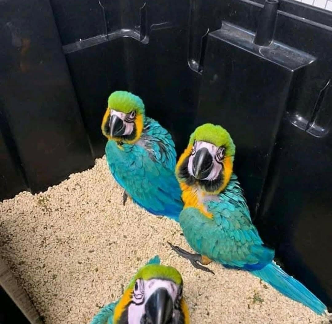 "Vibrant blue and gold macaw baby parrots, hand-fed and hand-tamed, perched together, showcasing bright feathers and friendly expressions."