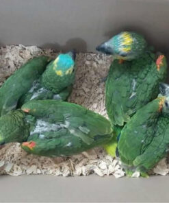 Blue Fronted Hand Amazon Baby Parrots