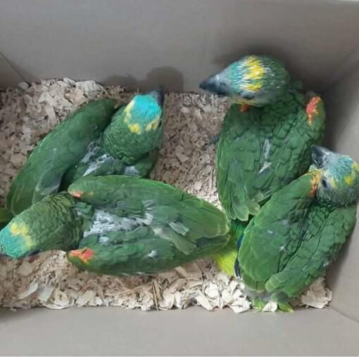 “Male and female Blue Fronted Amazon baby parrots with vibrant green feathers, bright blue foreheads, and yellow highlights, hand-raised and ready for adoption.”
