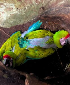 Mutation Buffon  Macaw baby Parrots-Males-Females