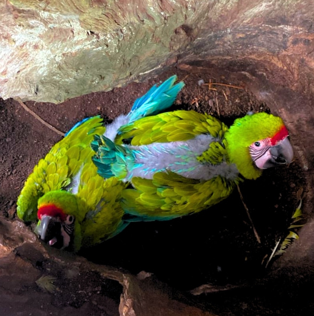 “Mutation Buffon Macaw baby parrots, both male and female, showing their unique soft muted colors, perched closely together.”