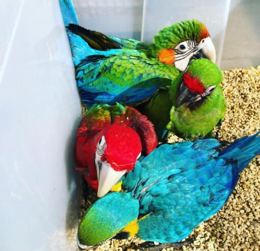 “Mutation Buffon Macaw baby parrots, both male and female, showing their unique soft muted colors, perched closely together.”