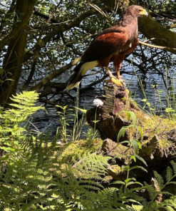 Harris Hawk  Birds-Males And Females
