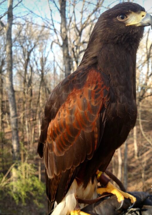 “Male and female Harris Hawk birds perched, hand-tamed, vaccinated, friendly raptors ideal for falconry and exotic bird enthusiasts.”