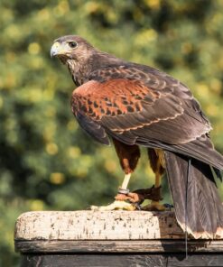 Harris Hawk  Birds-Males And Females