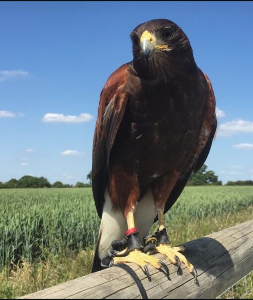 Harris Hawk  Birds-Males And Females - Image 4