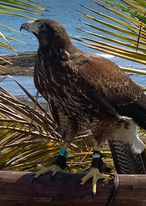 “Male and female Harris Hawk birds perched, hand-tamed, vaccinated, friendly raptors ideal for falconry and exotic bird enthusiasts.”