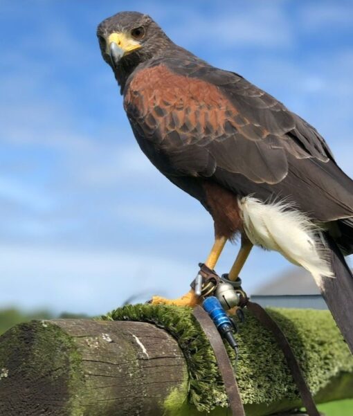 “Male and female Harris Hawk birds perched, hand-tamed, vaccinated, friendly raptors ideal for falconry and exotic bird enthusiasts.”