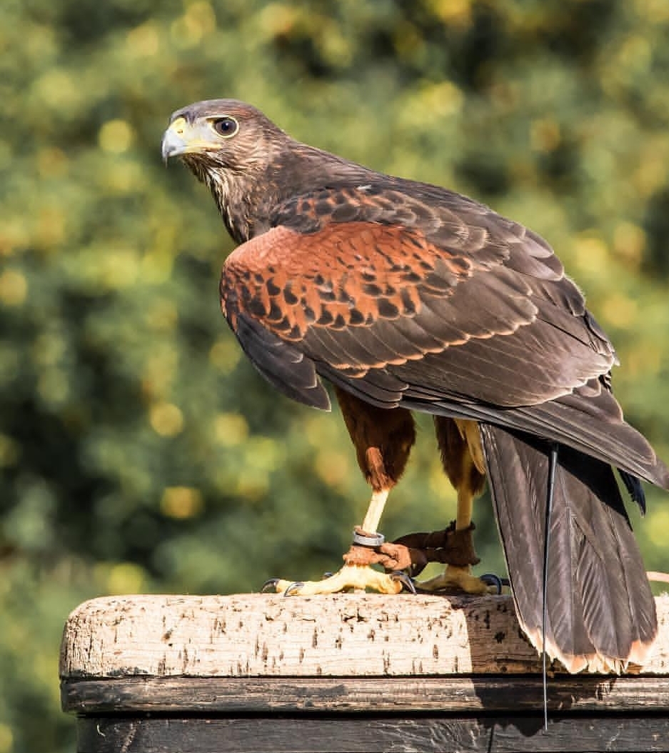 “Male and female Harris Hawk birds perched, hand-tamed, vaccinated, friendly raptors ideal for falconry and exotic bird enthusiasts.”
