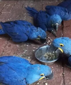 Hyacinth Macaw Baby Parrots-(Males/Females)