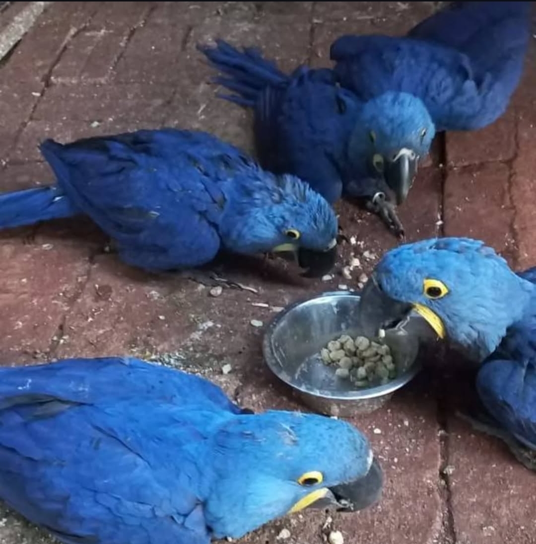 “Close-up of vibrant blue Hyacinth Macaw baby parrots (males and females), showing their bright yellow facial markings and smooth feathers.”