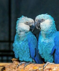 Spix`s Macaw Baby Parrots-(Males/Females)