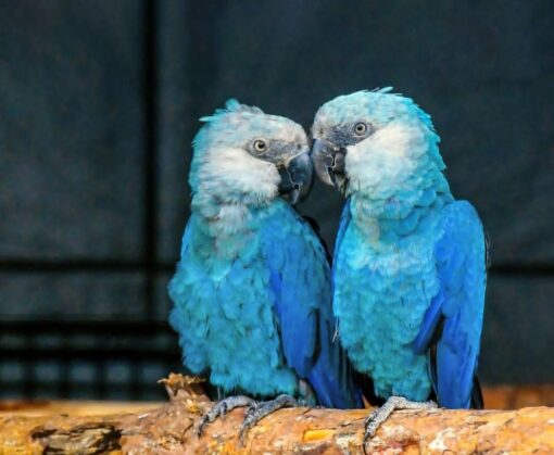 “Close-up of vibrant blue Spix’s Macaw baby parrots, males and females, perched together showcasing bright plumage and curious expressions.”