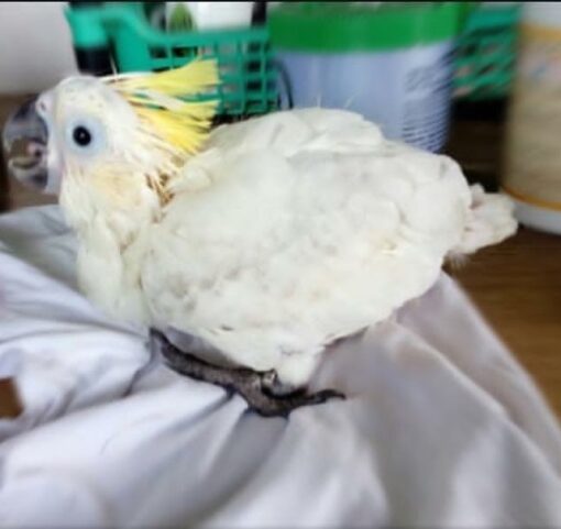 “Close-up of a healthy Sulphur Crested Cockatoo baby parrot with bright white feathers and vibrant yellow crest, hand-raised male/female bird.”