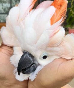 Sulphur Crested Cockatoo Baby Parrots-(Males/Females)