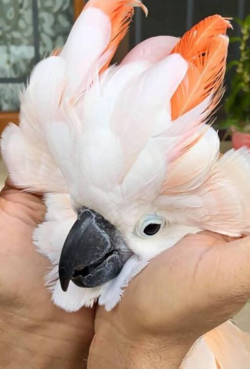 “Close-up of a healthy Sulphur Crested Cockatoo baby parrot with bright white feathers and vibrant yellow crest, hand-raised male/female bird.”