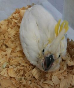 Sulphur Crested Cockatoo Baby Parrots-(Males/Females)