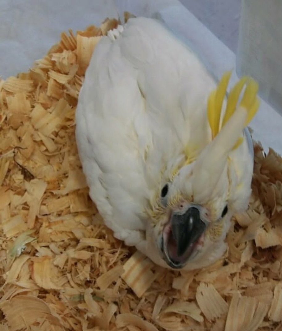 “Close-up of a healthy Sulphur Crested Cockatoo baby parrot with bright white feathers and vibrant yellow crest, hand-raised male/female bird.”